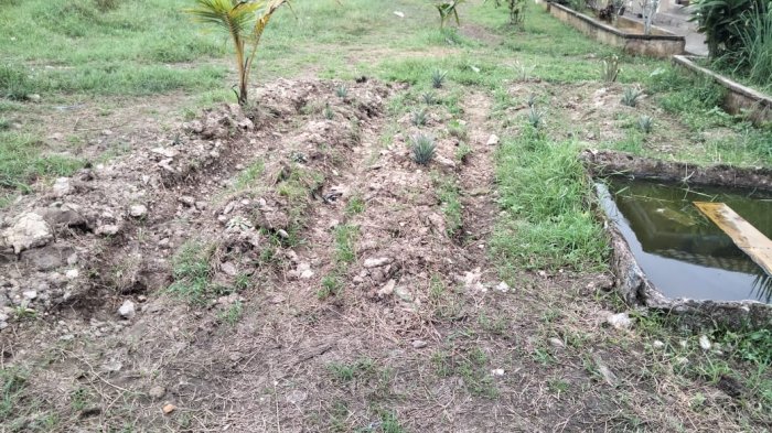 MTsN 1 Muaro Jambi Tanamkan Karakter Peduli Lingkungan MTsN 1 Muaro Jambi Tanamkan Karakter Peduli Lingkungan