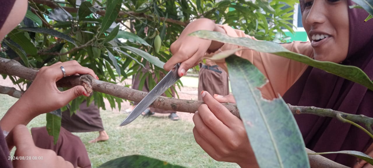 Praktek Mencangkok Kelas IX MTsN 1 Muaro Jambi