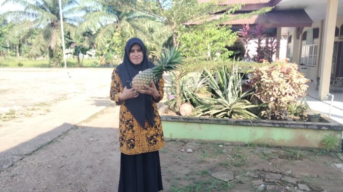 Panen Nanas di MTsN 1 Muaro Jambi Tingkatkan Kepedulian Lingkungan