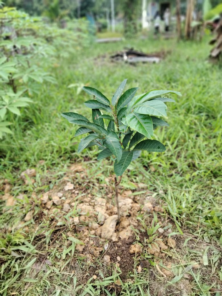 Aksi Nyata Penanaman Pohon Demi Penghijauan dan Pelestarian Lingkungan Hidup Aksi Nyata Penanaman Pohon Demi Penghijauan dan Pelestarian Lingkungan Hidup